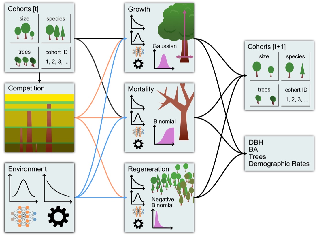 FINN's structure. (a) FINN spans the spectrum from process-based dynamic vegetation models (DVM) to purely empirical approaches (SEM / GLM / ML), combining process knowledge with data. (b) Cohorts are updated each timestep by the four processes; each process can be mechanistic, a neural network, or both, and each has its own likelihood. Figure from K<U+00E4>ber & Pichler (2026).